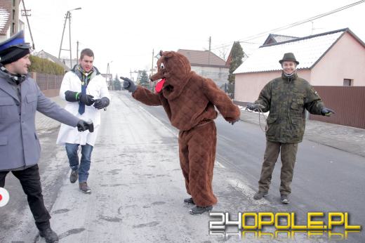 Na Malinie trwa wodzenie niedźwiedzia