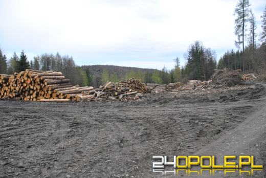 Biskupia Kopa "łysieje" przez kornika