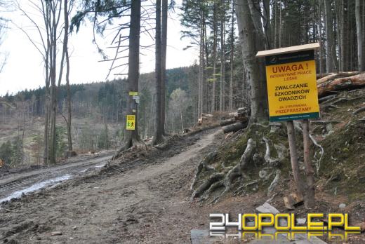 Biskupia Kopa "łysieje" przez kornika