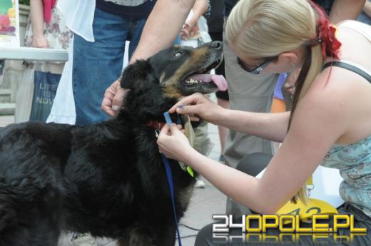 Parada Psów Rasy Mieszanej przeszła pod opolskim ratuszem