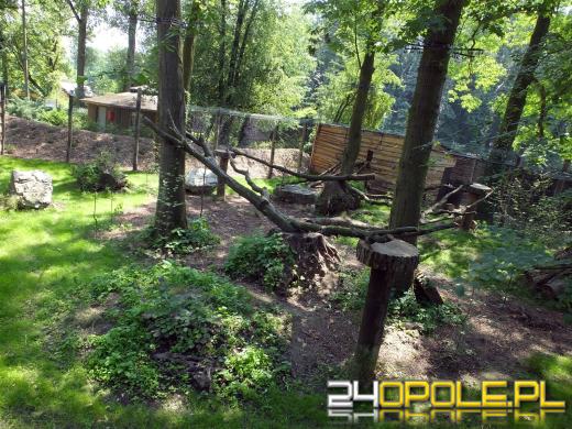Z opolskiego zoo uciekł ryś. Został złapany po 30 minutach.
