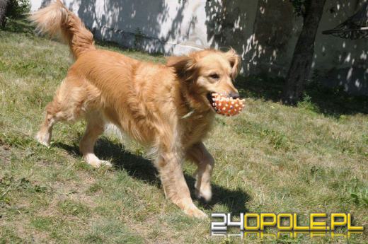 Co zrobić z naszym czworonogiem, gdy wyjeżdżamy na wakacje?