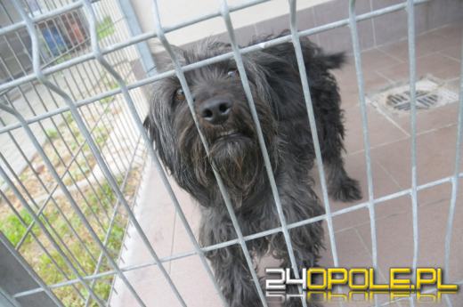 W okresie wakacyjnym przybywa kotów i psów w schronisku