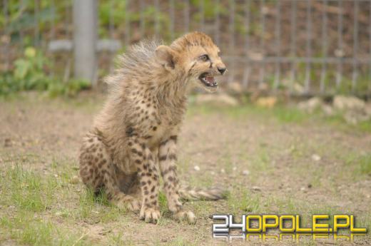 Kolejne gepardy urodziły się w opolskim zoo. Stanowią 2% światowej populacji.