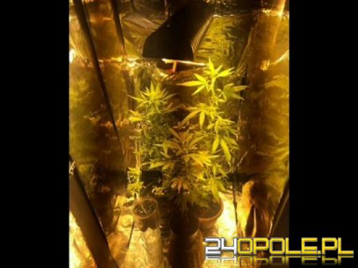 15 osób zatrzymanych za przestępczość narkotykową