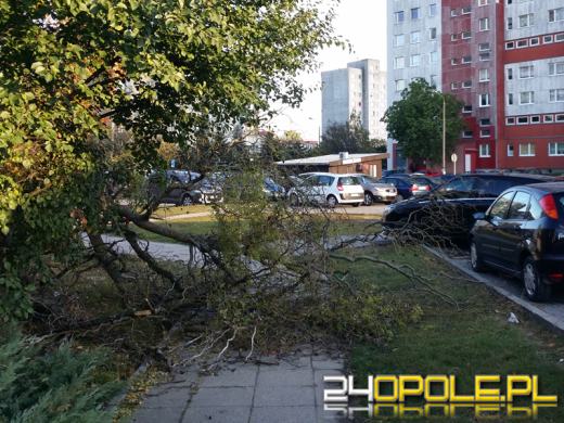 Wichura daje się we znaki na Opolszczyźnie