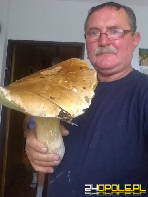 Bory Niemodlińskie pełne okazałych grzybów