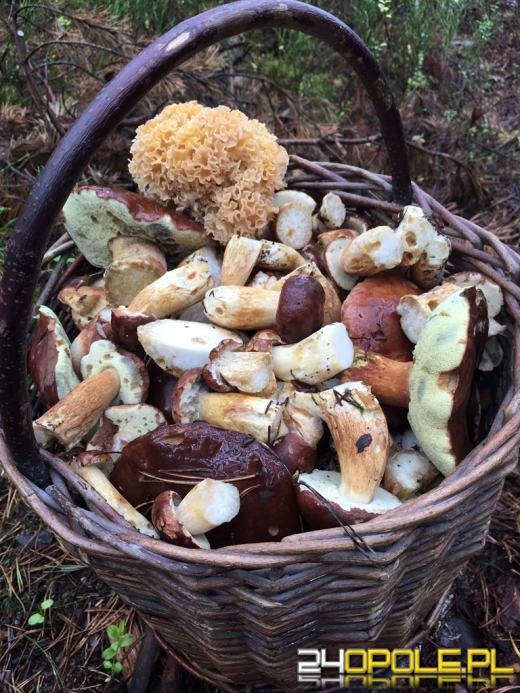 Opolskie lasy są pełne grzybów