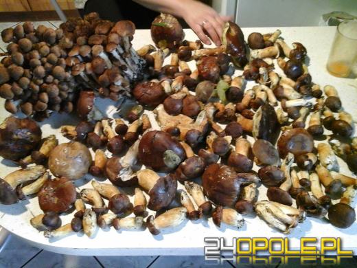 Opolskie lasy są pełne grzybów