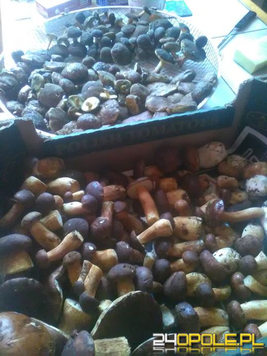 Opolskie lasy są pełne grzybów