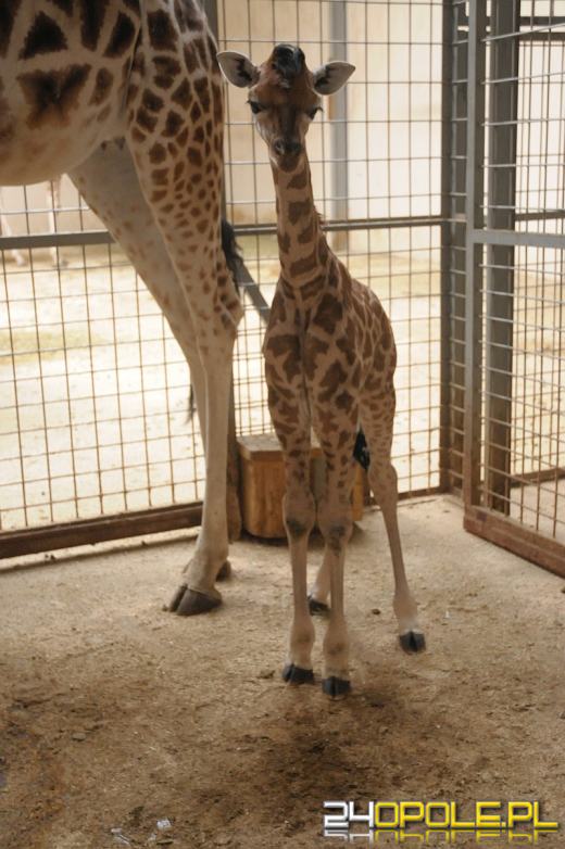 Żyrafa przyszła na świat w opolskim ZOO