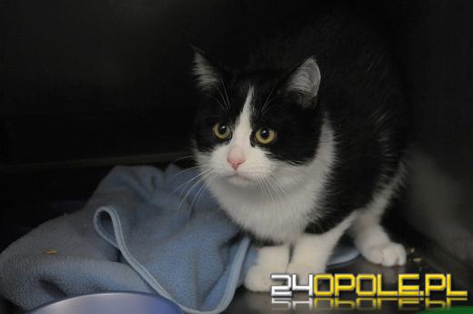 Zwierzak nie jest dobrym prezentem pod choinkę