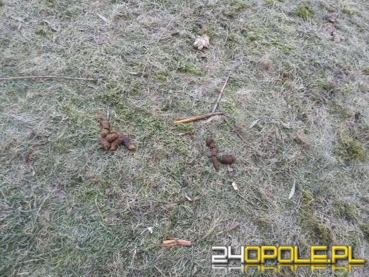 Odwilż odsłoniła "zimowe pamiątki" po zwierzętach