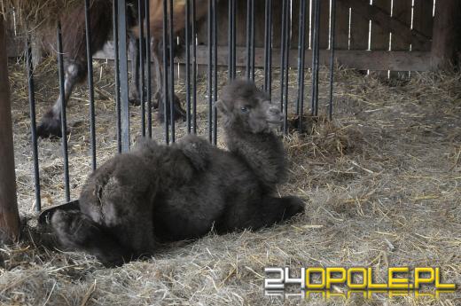Wiosenka przyszła na świat w opolskim ZOO
