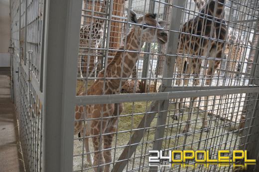 Nowa żyrafa przyszła na świat w opolskim ZOO