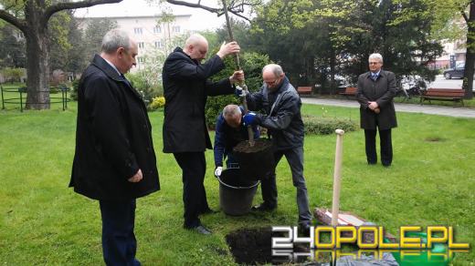 Lipa symbolem Rodziny. Zasadzono symboliczne drzewko 