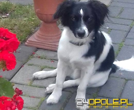 Kto strzela do zwierząt? Policja poszukuje sprawców bestialskich zabaw