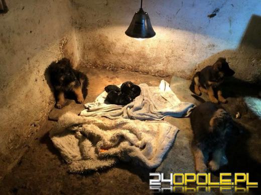 Kusząco niskie ceny rasowych psów? TOZ ostrzega: "Nie napędzajmy popytu"