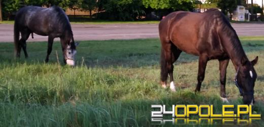 O co najczęściej Polacy pytają Google? Niektóre dane zaskakują