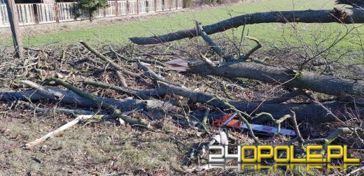 50-latek zmarł przygnieciony przez drzewo. Pracował przy wycince