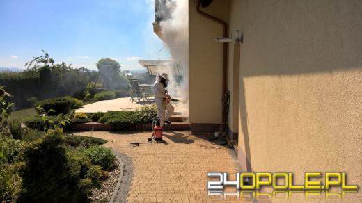 Jak się zachować, gdy dojdzie do użądlenia przez pszczołę, osę lub szerszenia? 