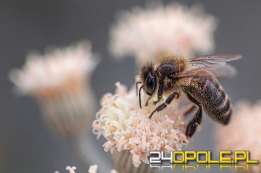 Dziś obchodzimy Wielki Dzień Pszczół - zebraliśmy kilka ciekawostek 