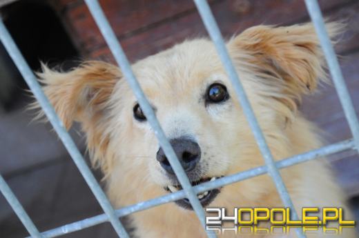 Opolskie schronisko dla bezdomnych zwierząt najbardziej potrzebuje... adopcji