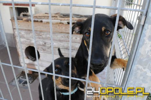 Opolskie schronisko dla bezdomnych zwierząt najbardziej potrzebuje... adopcji