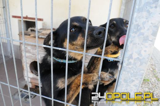 Opolskie schronisko dla bezdomnych zwierząt najbardziej potrzebuje... adopcji