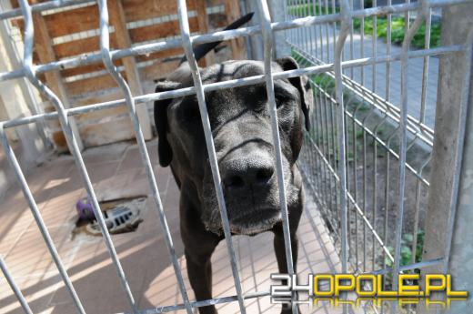 Opolskie schronisko dla bezdomnych zwierząt najbardziej potrzebuje... adopcji