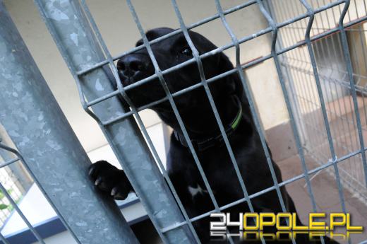 Opolskie schronisko dla bezdomnych zwierząt najbardziej potrzebuje... adopcji