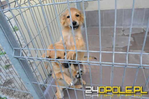 Opolskie schronisko dla bezdomnych zwierząt najbardziej potrzebuje... adopcji