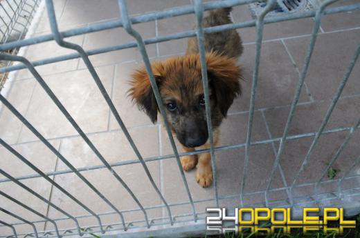 Opolskie schronisko dla bezdomnych zwierząt najbardziej potrzebuje... adopcji