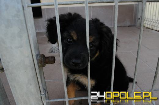 Opolskie schronisko dla bezdomnych zwierząt najbardziej potrzebuje... adopcji