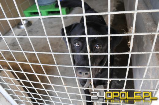 Opolskie schronisko dla bezdomnych zwierząt najbardziej potrzebuje... adopcji