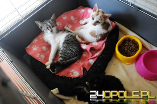 Opolskie schronisko dla bezdomnych zwierząt najbardziej potrzebuje... adopcji