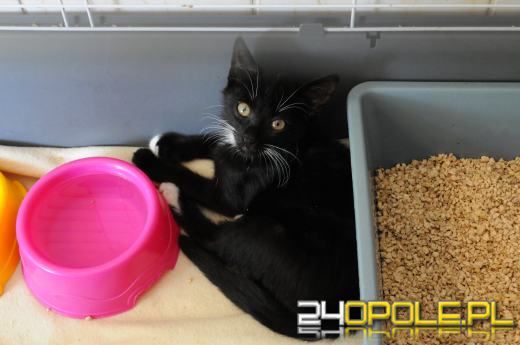 Opolskie schronisko dla bezdomnych zwierząt najbardziej potrzebuje... adopcji