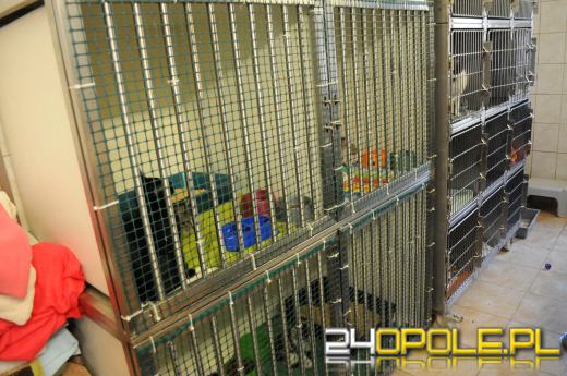 Opolskie schronisko dla bezdomnych zwierząt najbardziej potrzebuje... adopcji