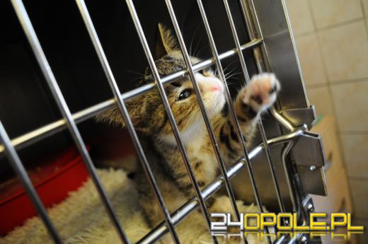 Opolskie schronisko dla bezdomnych zwierząt najbardziej potrzebuje... adopcji