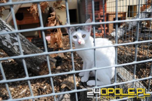 Opolskie schronisko dla bezdomnych zwierząt najbardziej potrzebuje... adopcji
