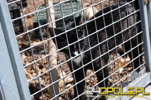 Opolskie schronisko dla bezdomnych zwierząt najbardziej potrzebuje... adopcji
