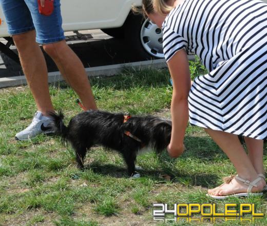 Podczas upałów nie zapominajmy o czworonogach!