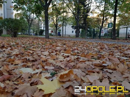 Jesienne liście - grabić czy nie grabić?