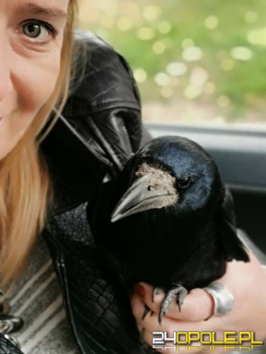 Ktoś urządził sobie z gawrona żywy cel. "To głupota i bestialstwo"