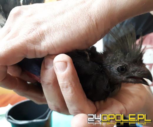 Opolska KAS zatrzymała transport chronionych ptaków