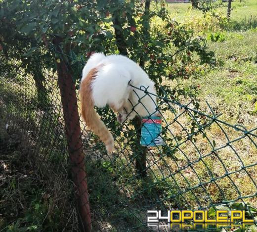 12-latek z Namysłowa uratował kotka