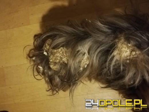 8 psów w typie york i shih tzu odebranych w karygodnym stanie