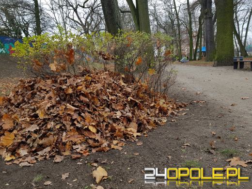 Miały być schrony dla jeży, a nie wiadomo czy jeże przeżyją sprzątanie