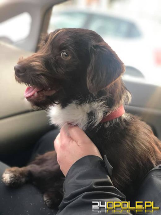 Odebrano mu psy, bo o nie nie dbał, więc znalazł nowego na łańcuch