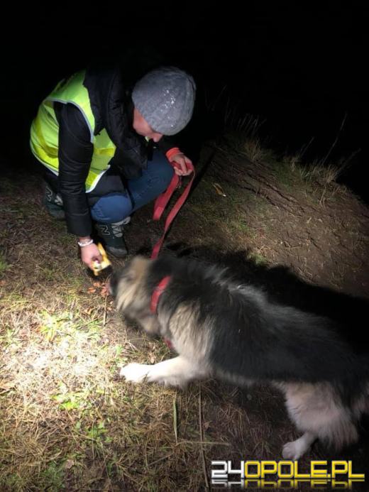 Pies przywiązany na środku pola w gminie Pokój. Czy interwencja TOZ będzie miała szczęśliwy koniec?